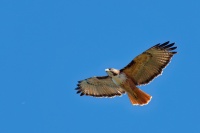 Kane rudochvosta - Buteo jamaicensis - Red-tailed Hawk o3993